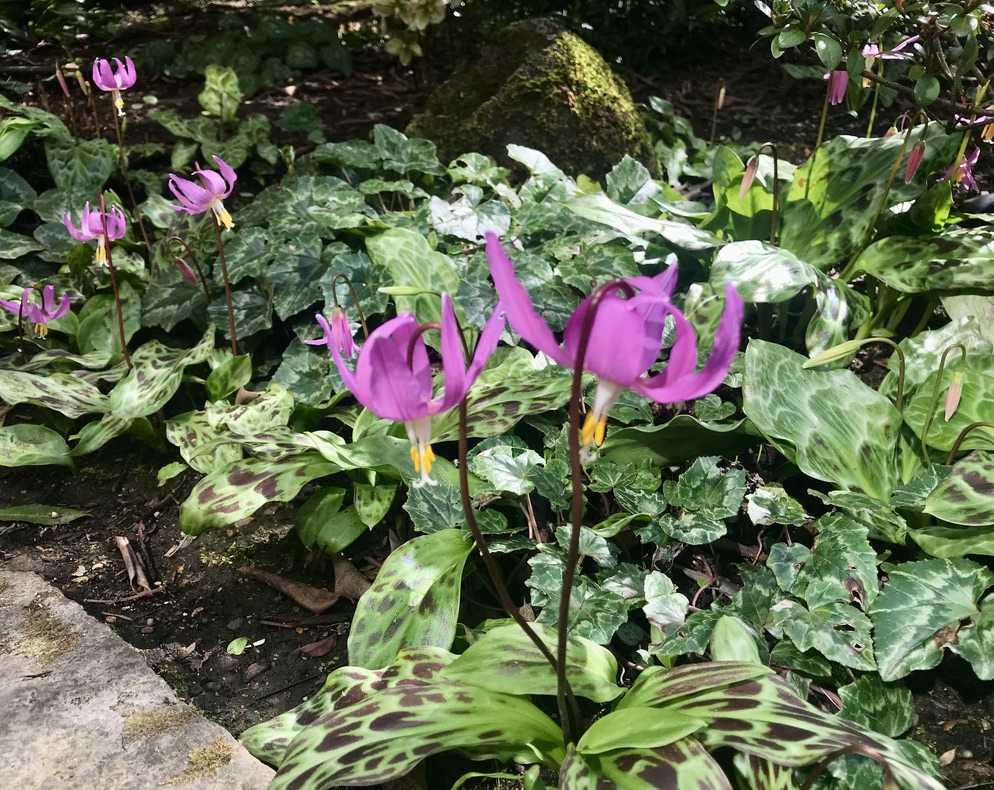 fawn lilies