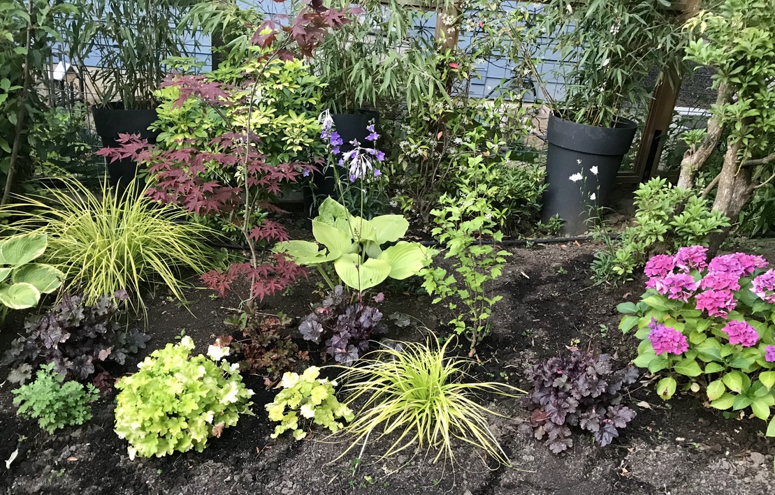 lime and burgundy garden