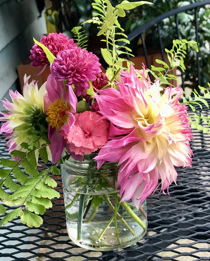 dahlias