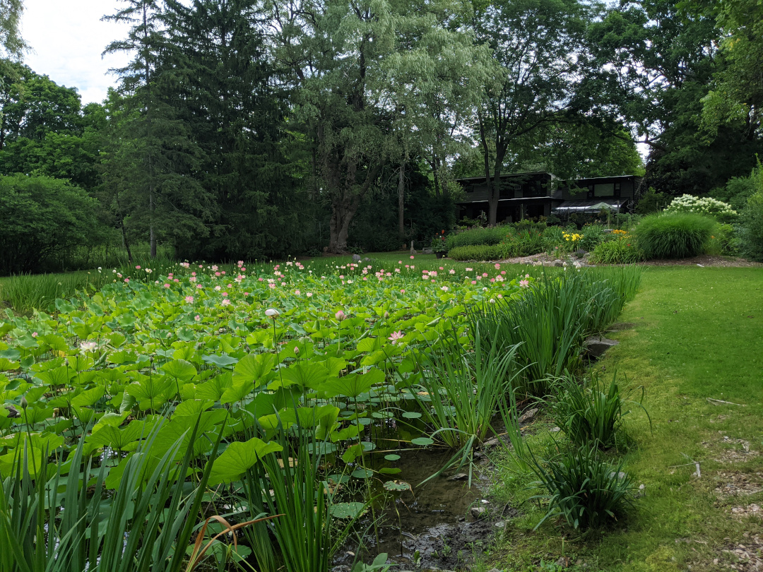 lotus plants