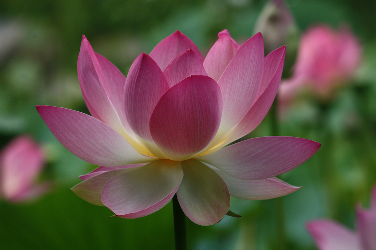 Lotus bloom