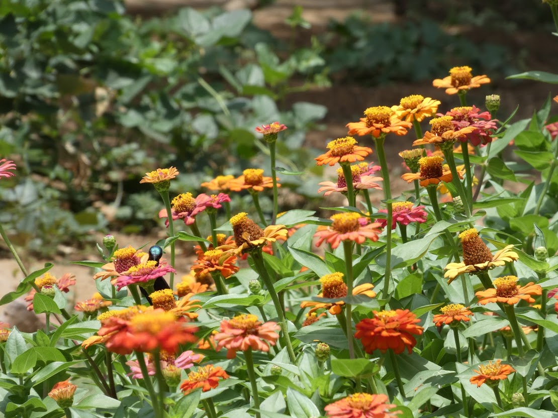 orange zinnia