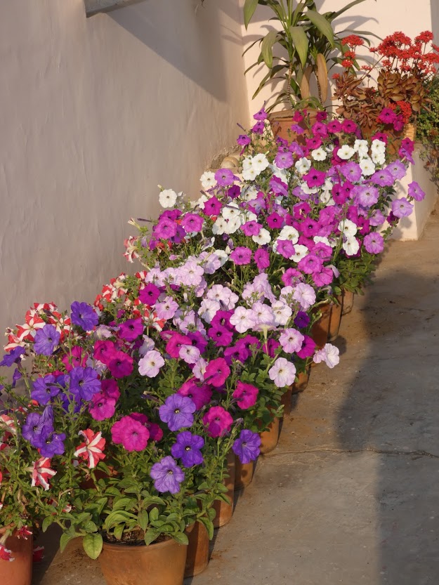 petunias in containers