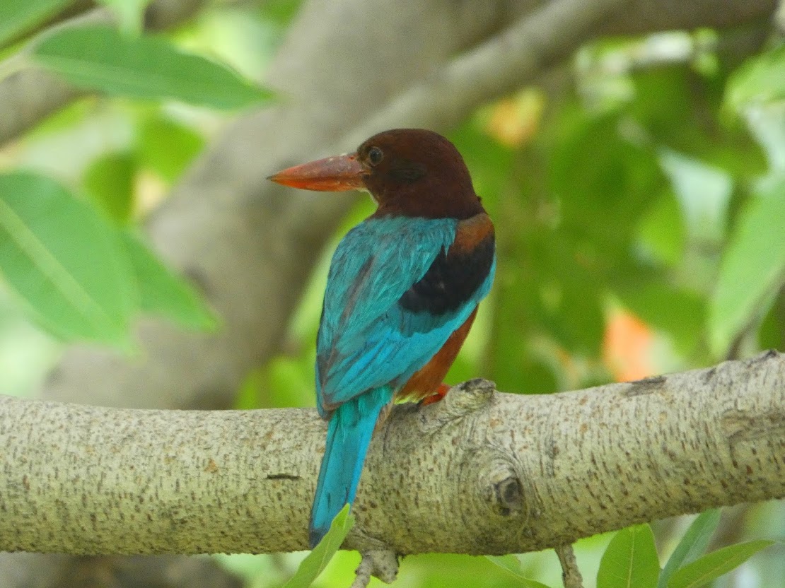 Indian kingfisher