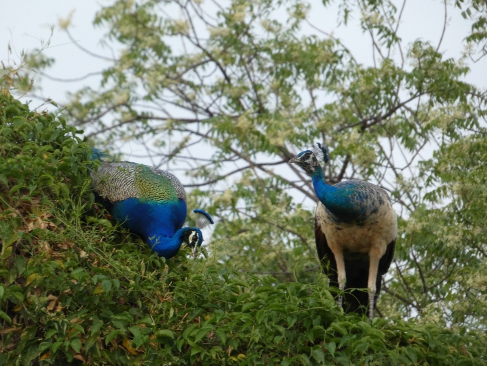 peacocks