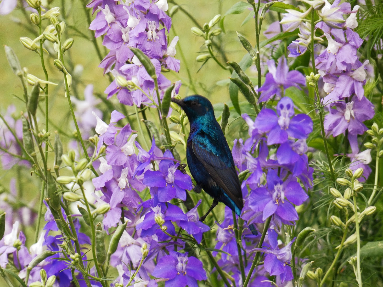 larkspurs