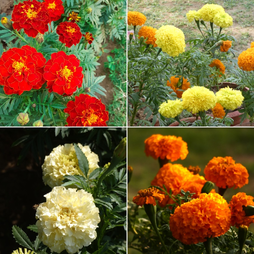 marigolds