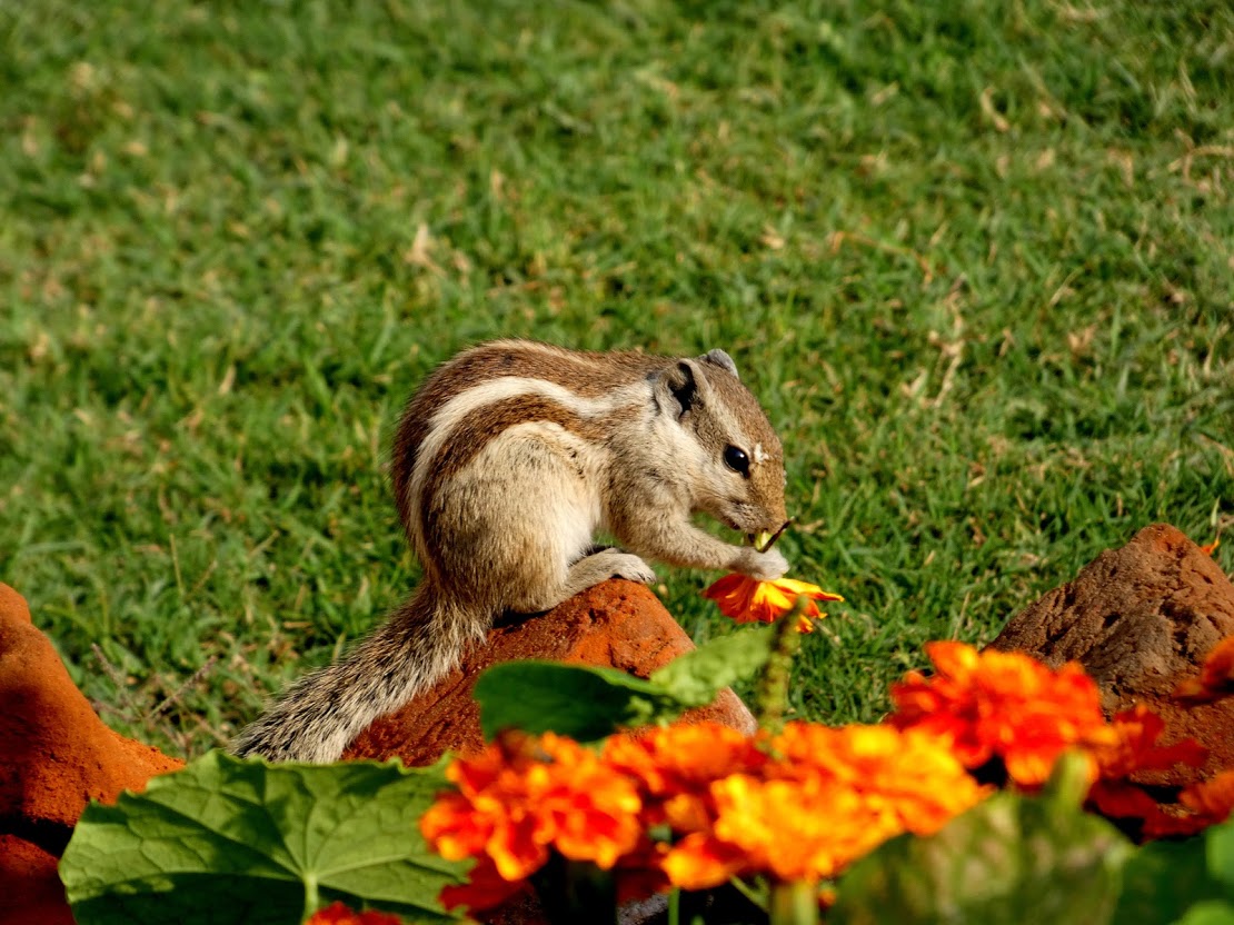 chipmunk