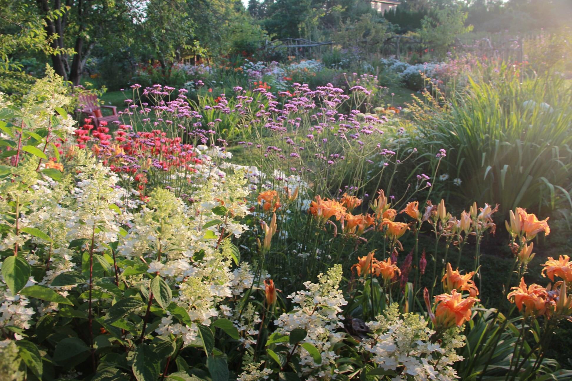 white panicle hydrangeas