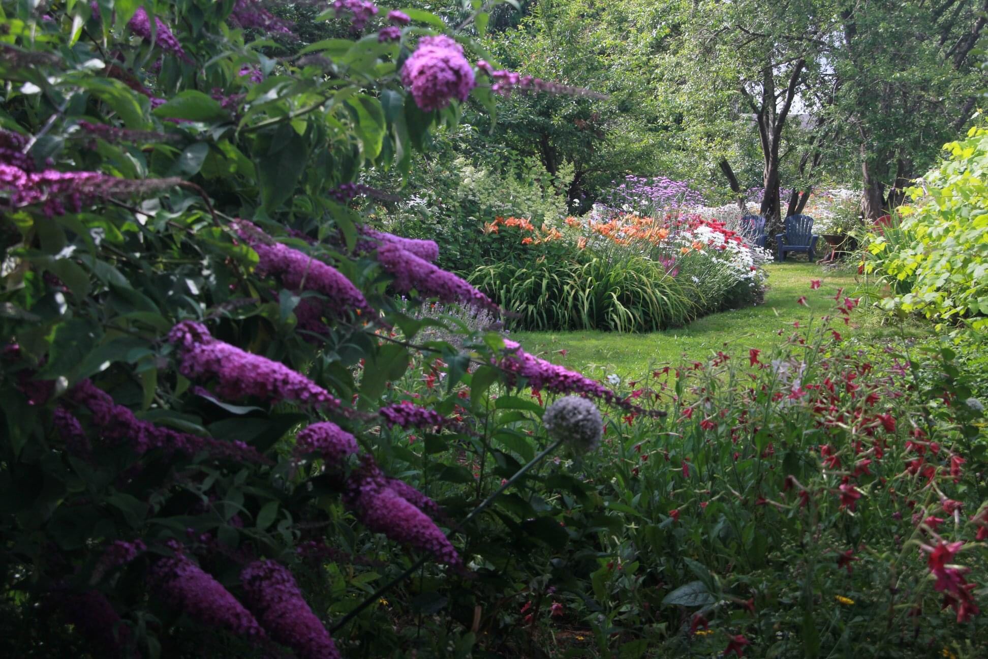 butterfly bush