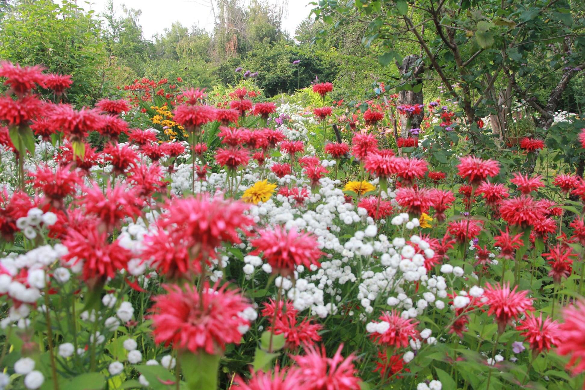 Red beebalm