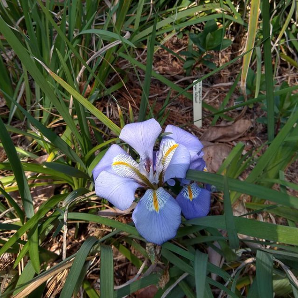 Iris unguicularis