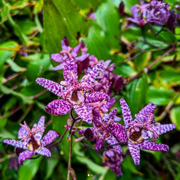 Toad lily