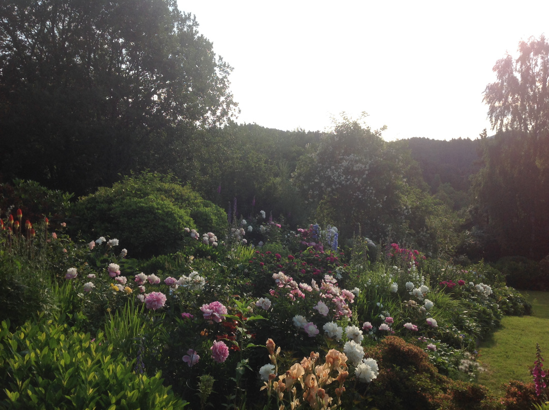 Masses of peonies