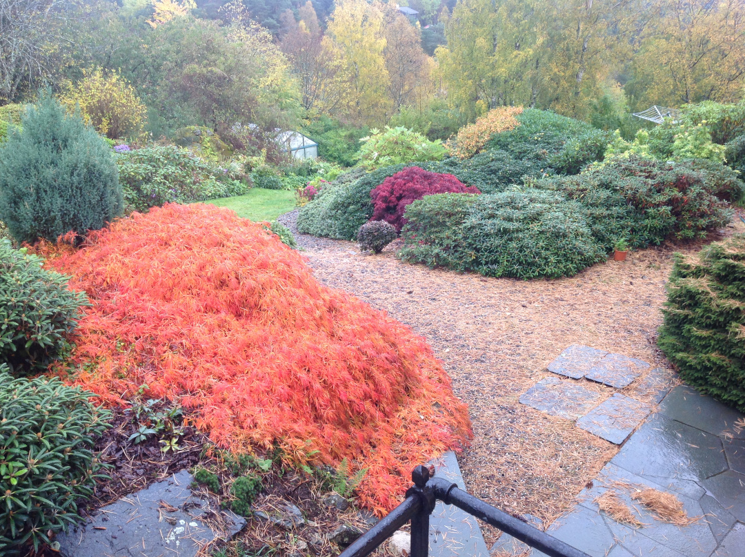 Japanese maples