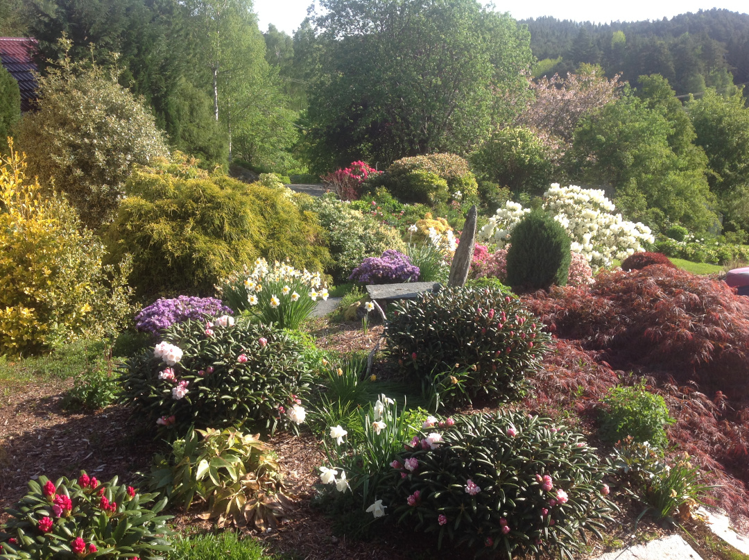 garden in spring