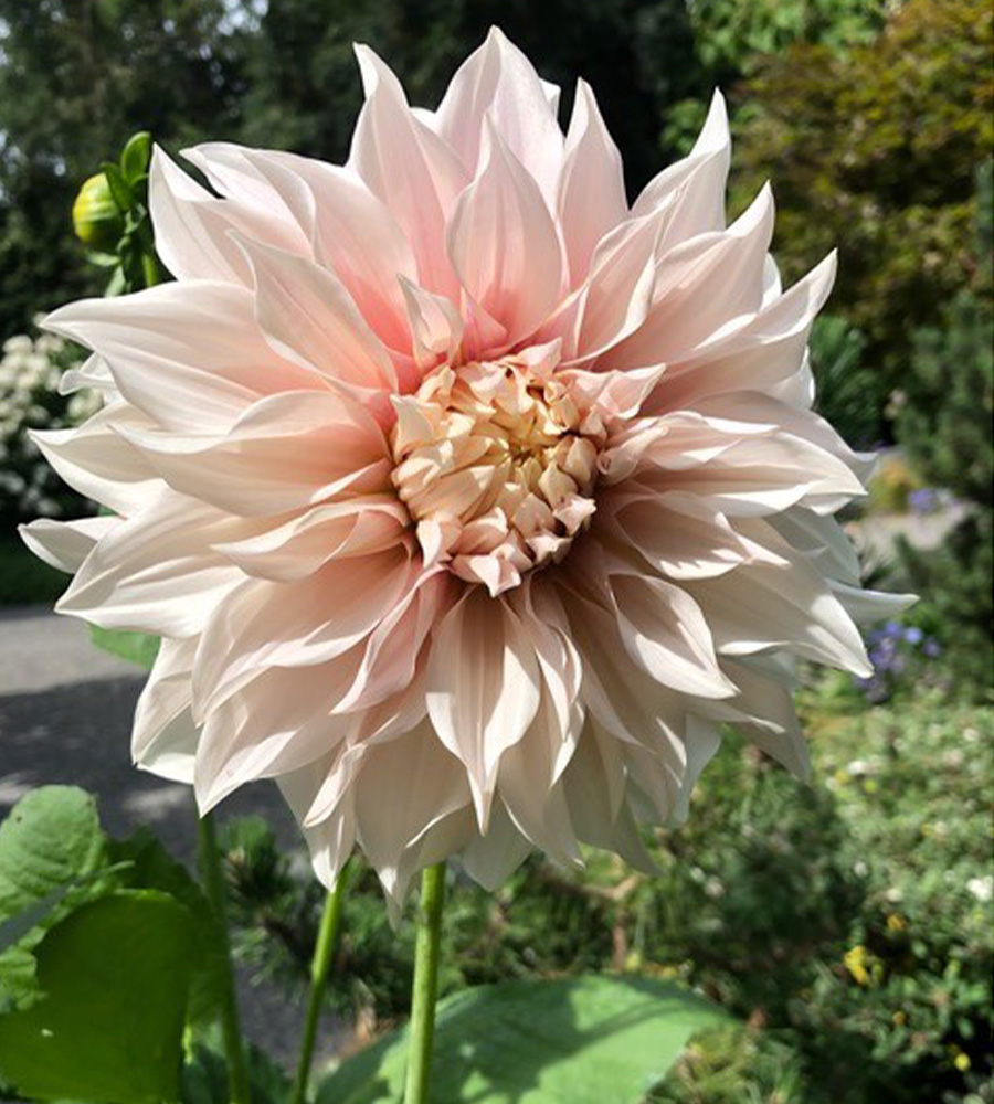 Cafe au Lait dahlia