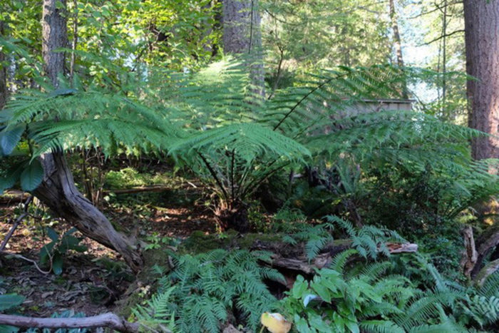 tree fern