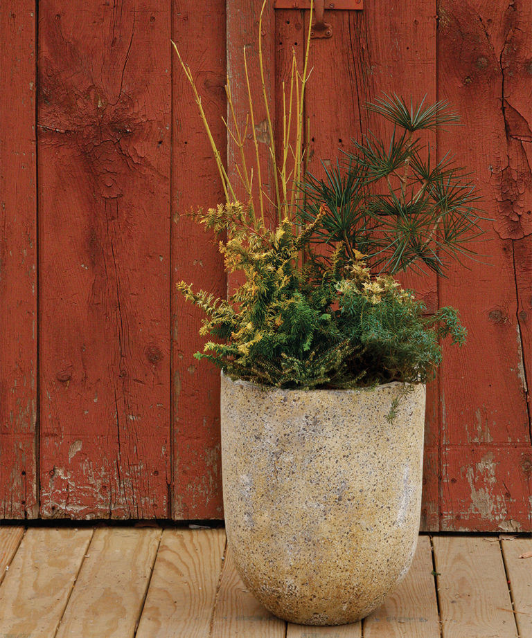 Uncommon Options for Winter Containers - Fine Gardening