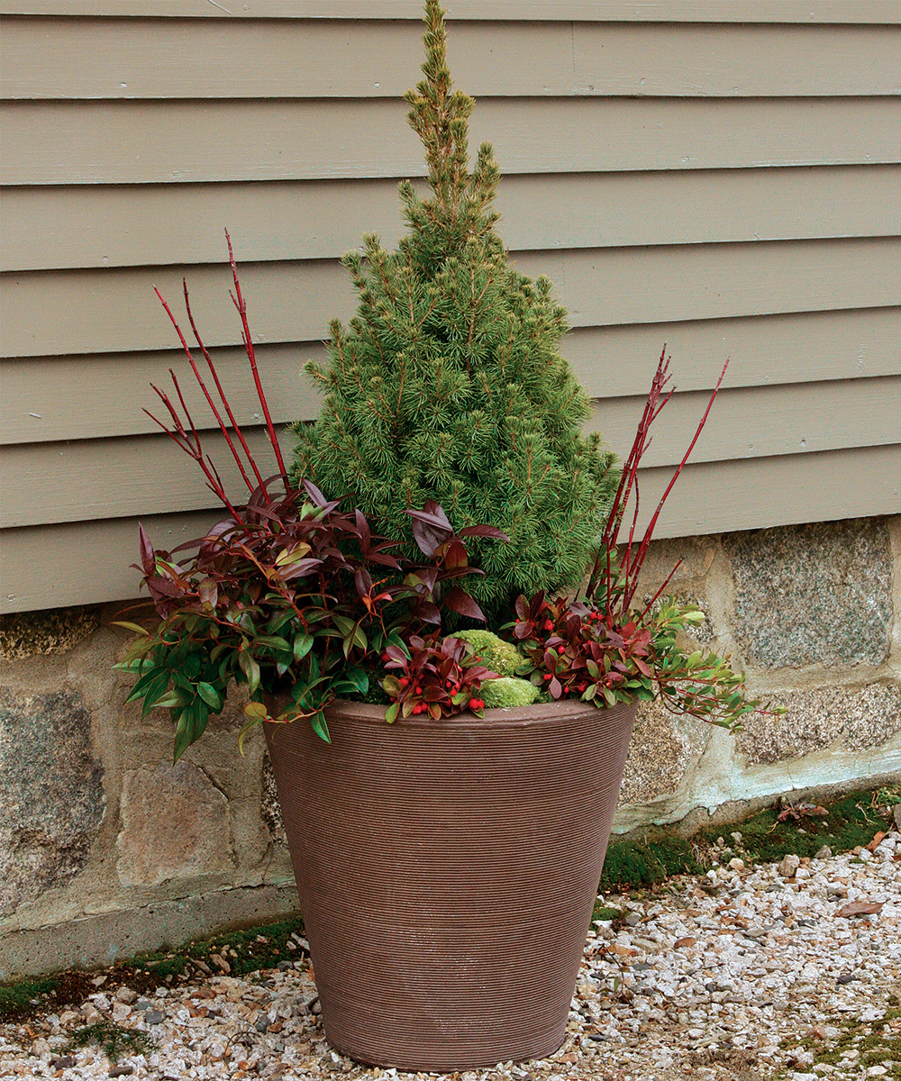 Winter Container Plantings, Holidays At Home