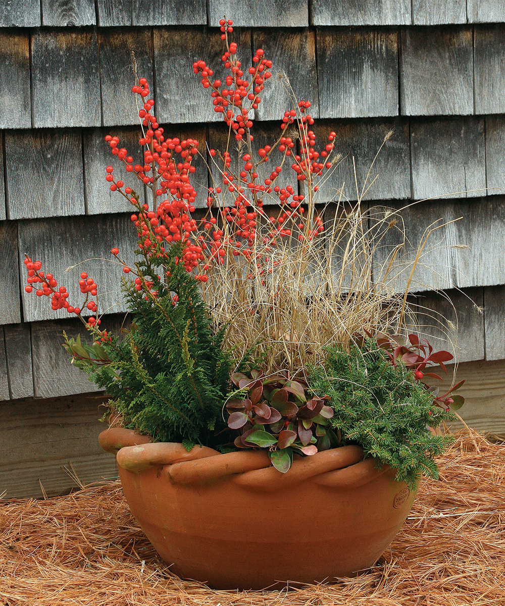 winter container in holiday colors