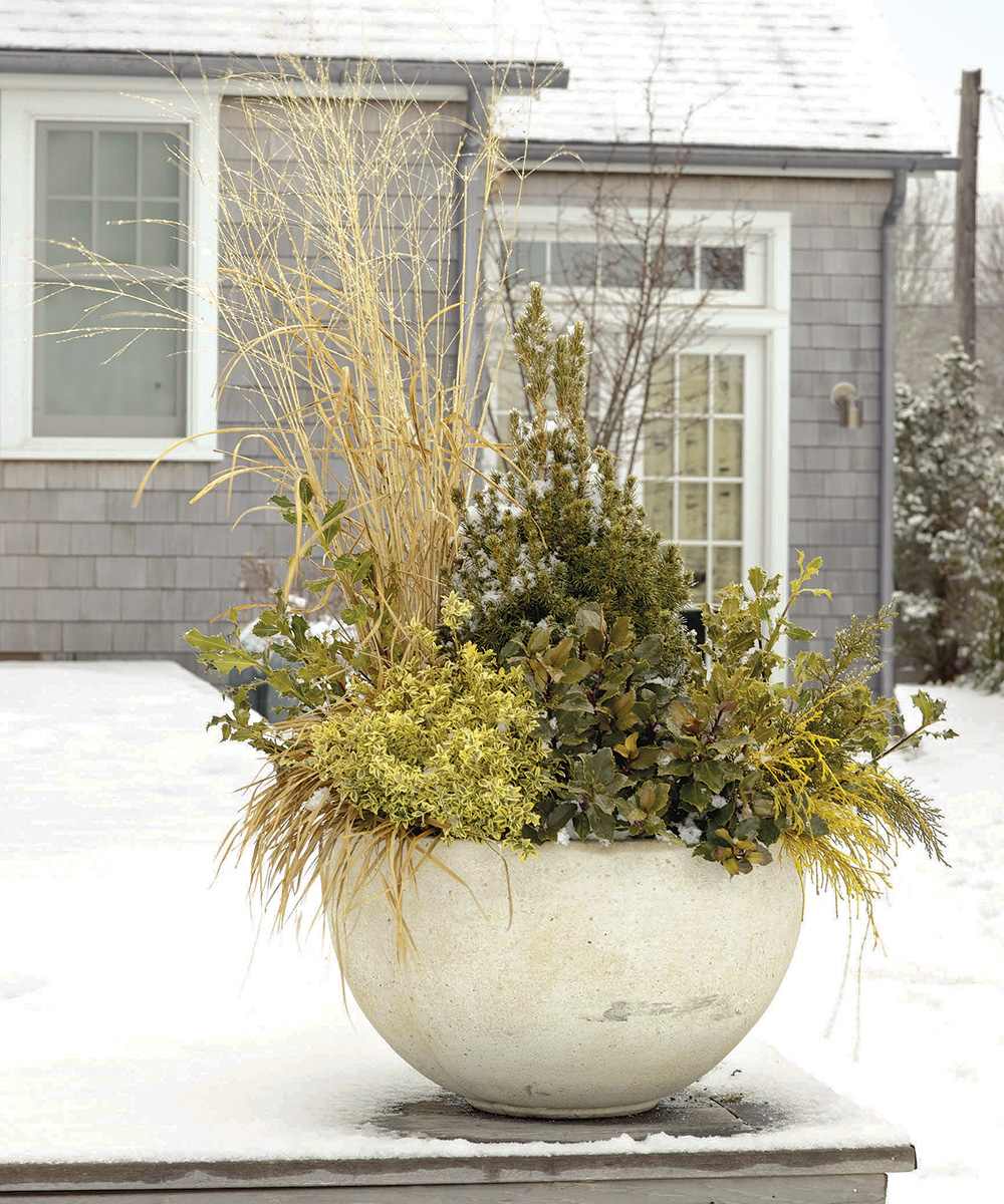 gold winter container