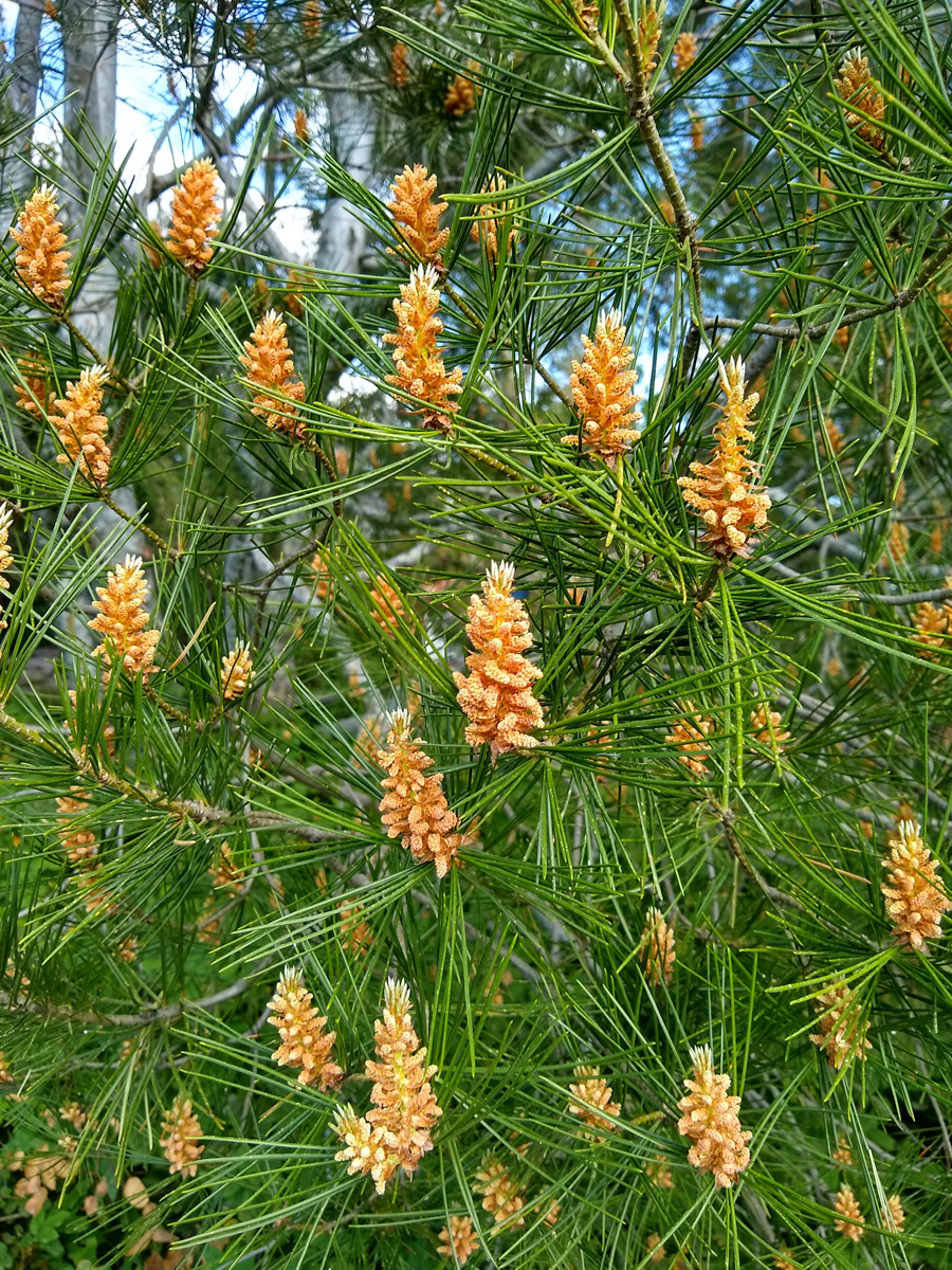 Lacebark pine 