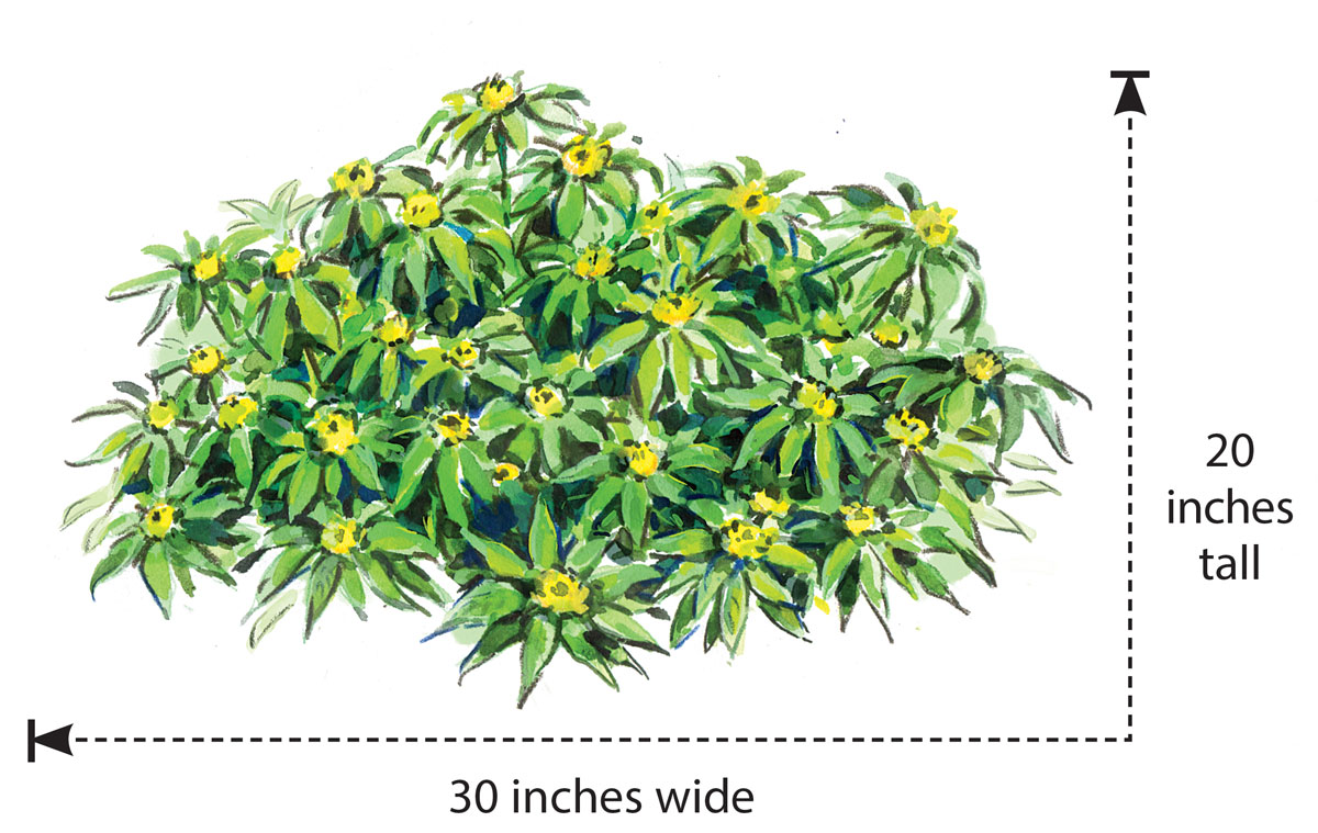 Narrow-leaved Chinese loosestrife