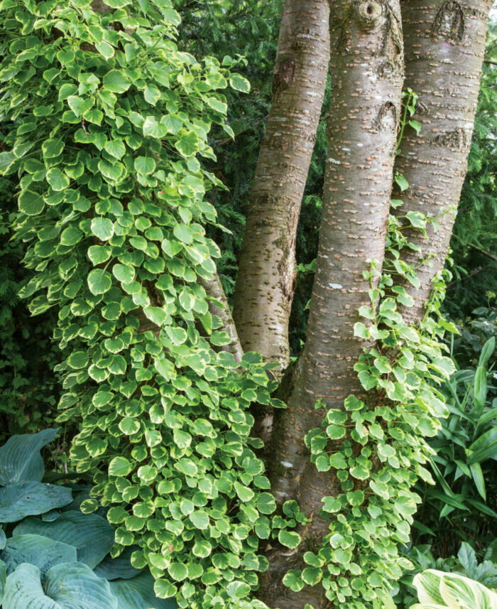 Grow this hydrangea for its foliage – and its ability to climb