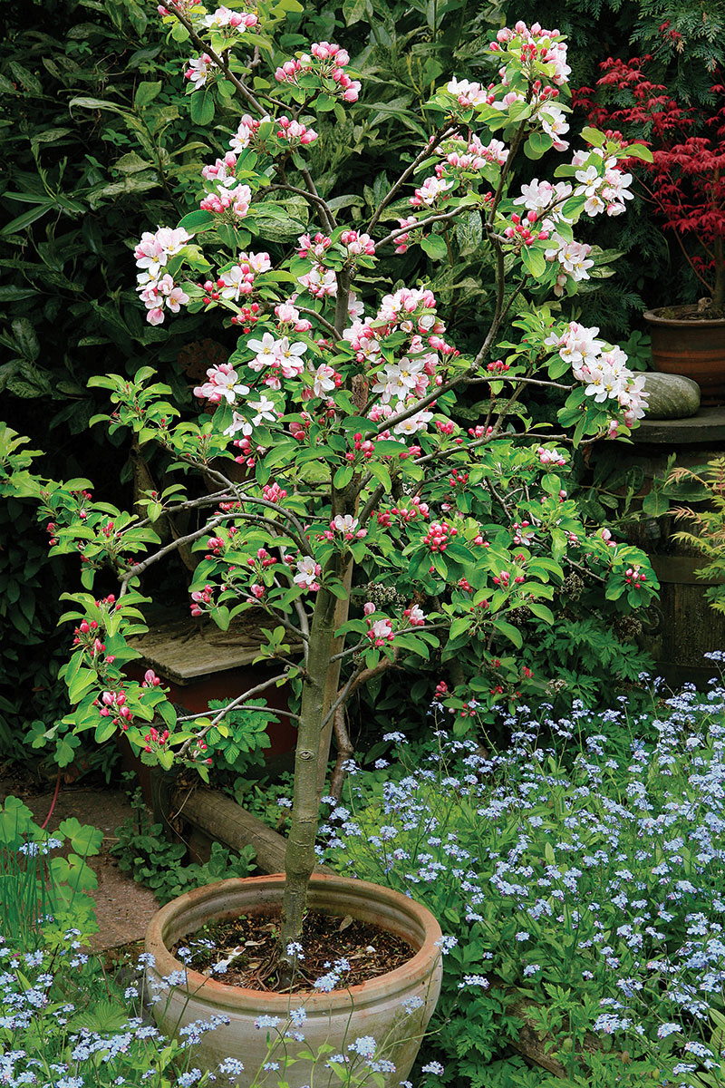 dwarf fruit trees in containers