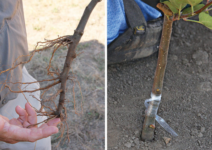 How to Prune Dwarf Fruit Trees - Fine Gardening