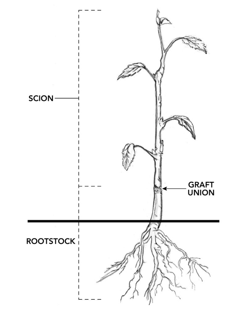 How to Prune Lilacs - FineGardening