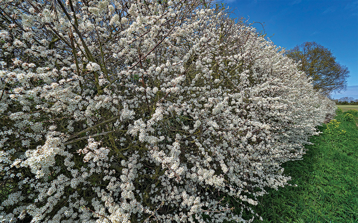 How to Grow Dwarf Fruit Trees - FineGardening