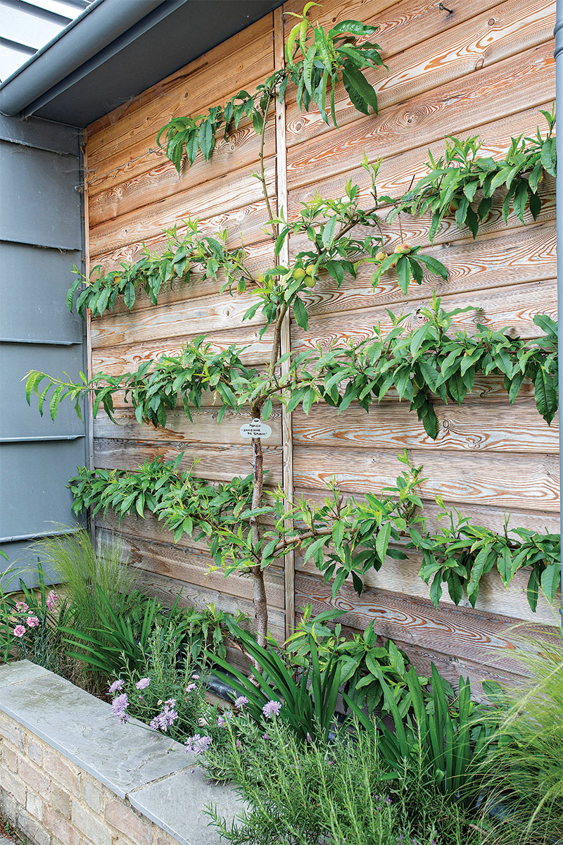 Espaliered trees