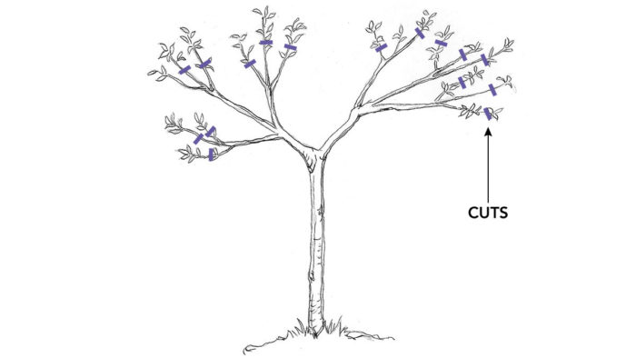 How to Prune Dwarf Fruit Trees - Fine Gardening