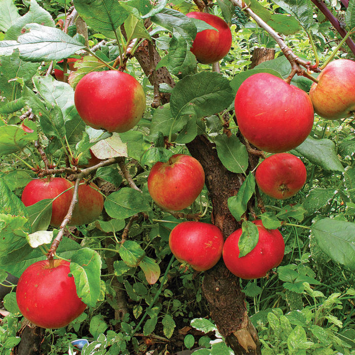 7 Easy Fruit Trees to Grow Right in Your Own Backyard Fine Gardening
