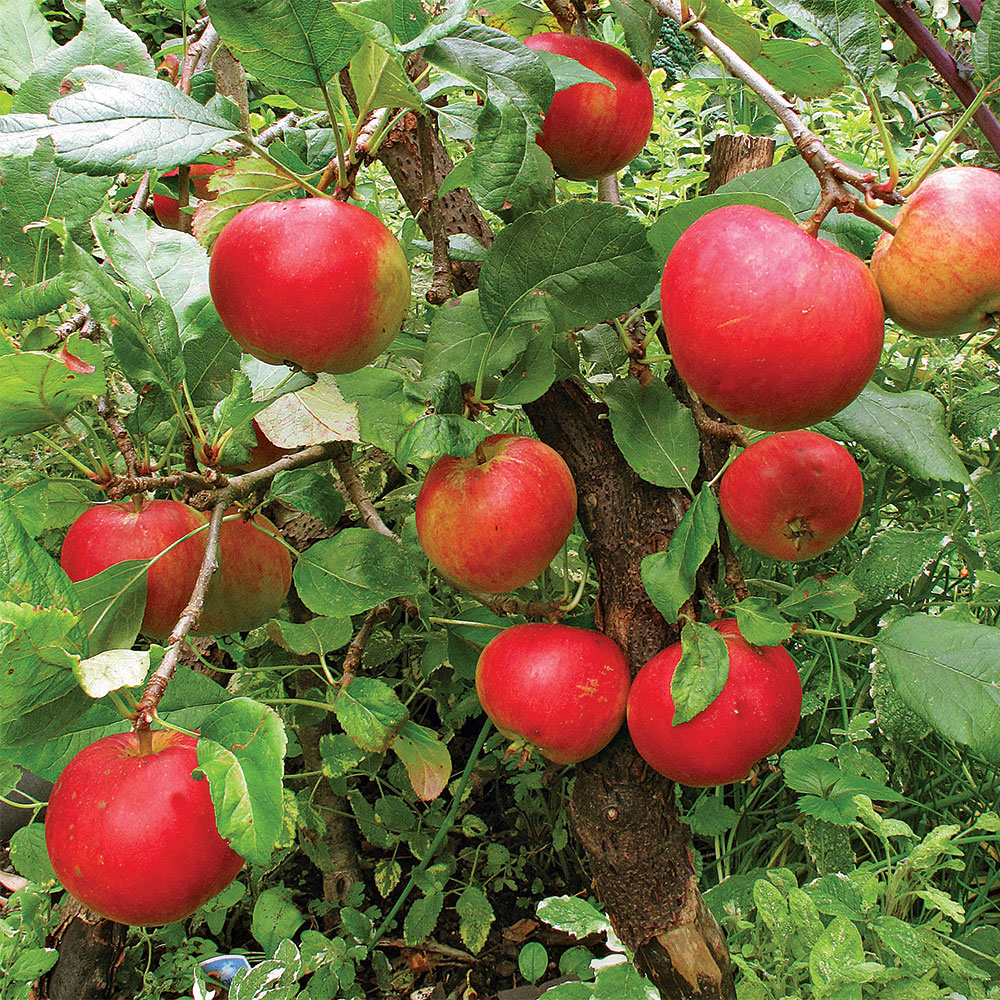 Honeycrisp Apple Tree: Apple and Fruit Trees From Gurneys