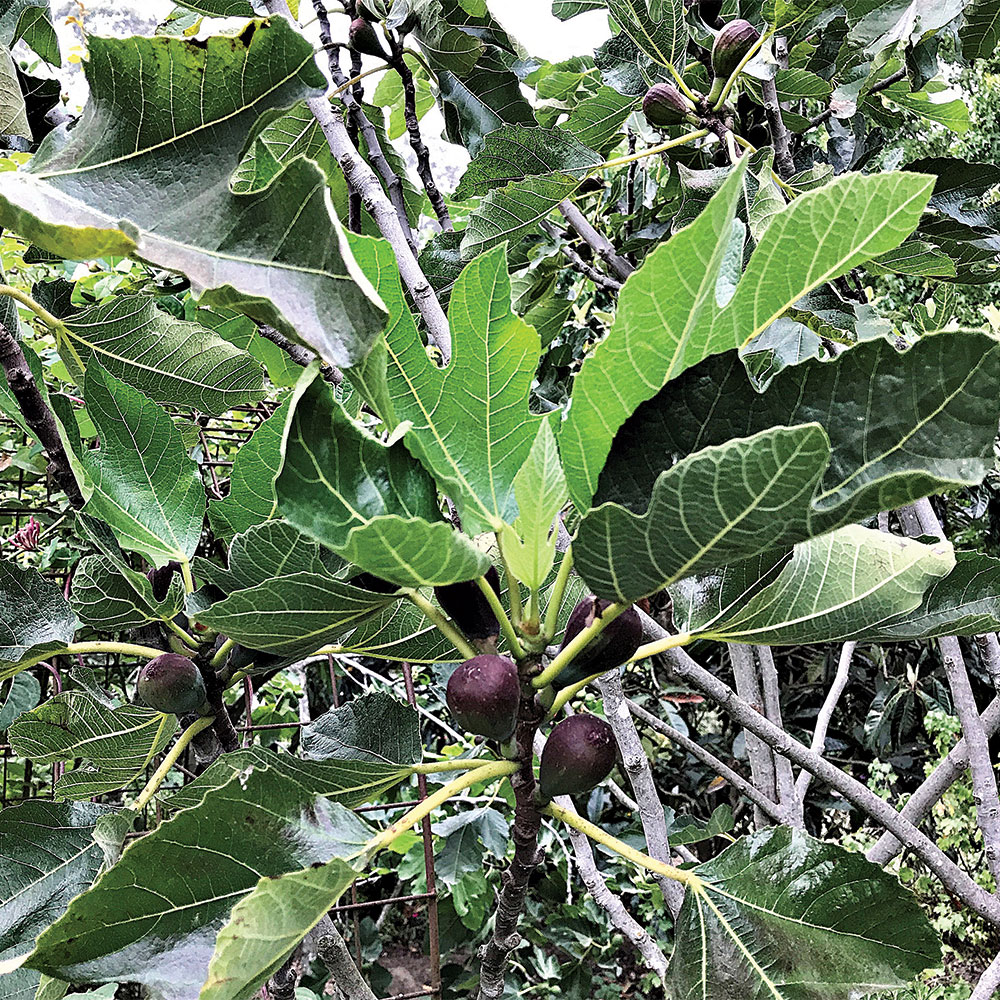 5 Quick Fruiting FIG TREES Everyone Can Grow At Home 