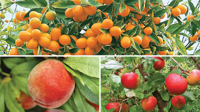 easy fruit trees to grow