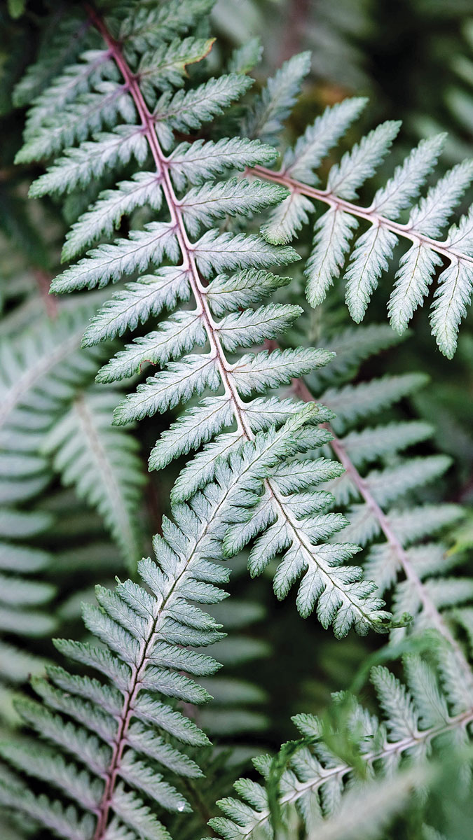 ‘Branford Beauty’ painted fern makes an elegant focal point