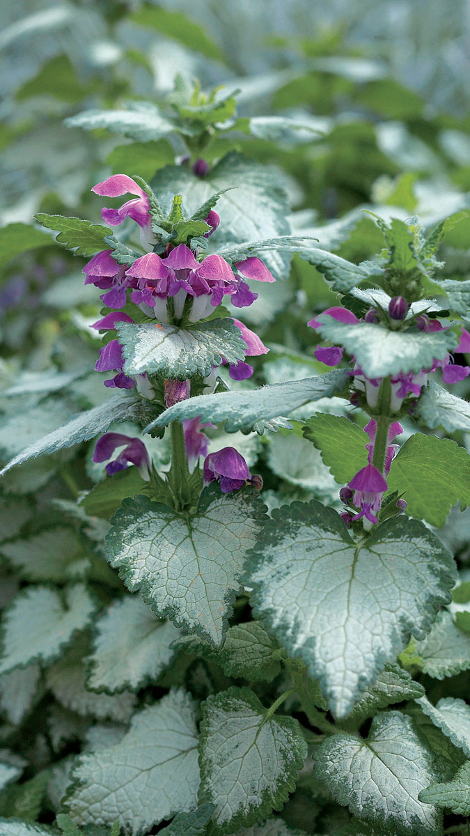 ‘Purple Dragon’ lamium covers the ground all season long