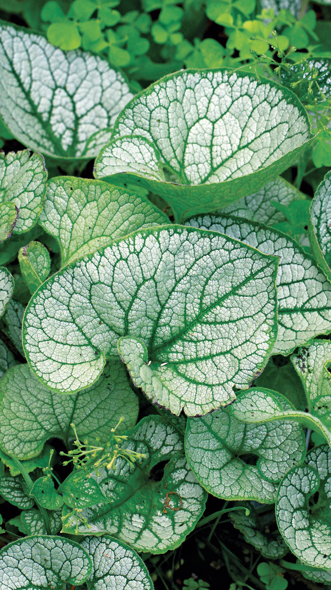 23 Plants with Silver Foliage to Help Your Garden Shine