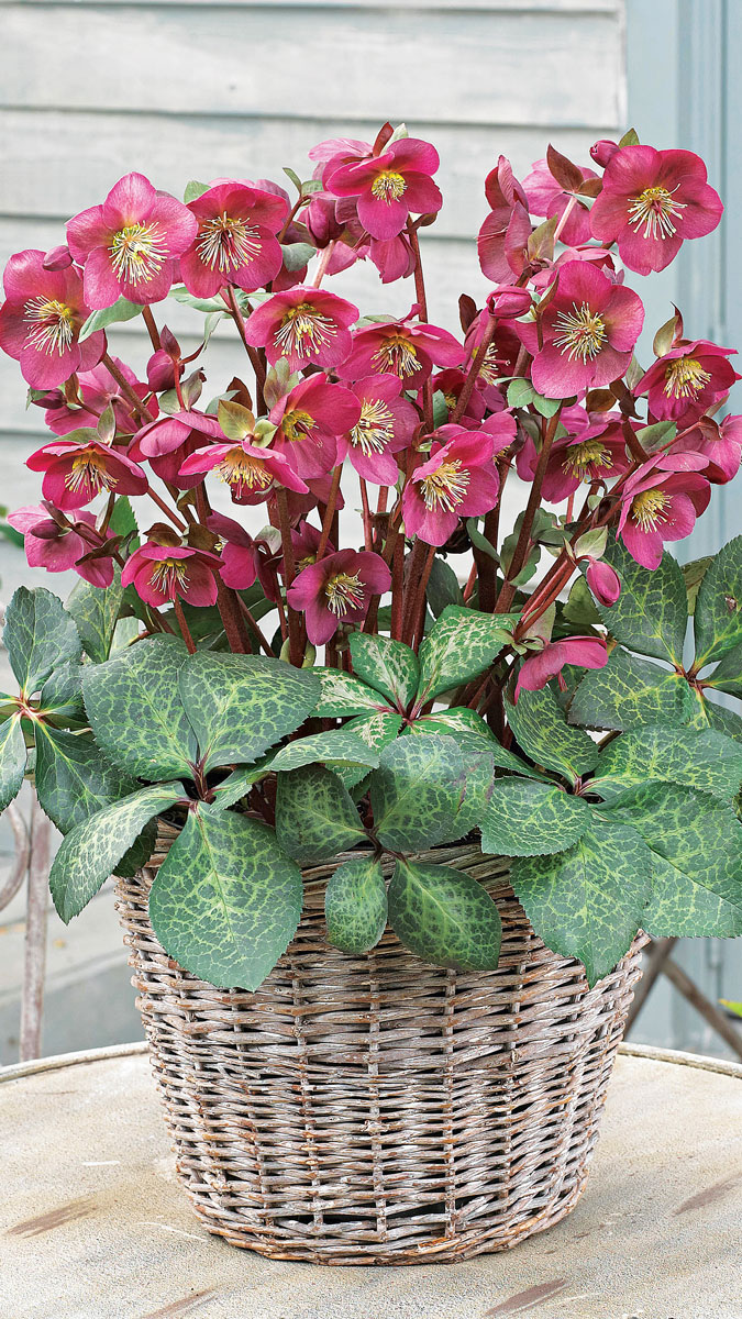 ‘Anna’s Red’ hellebore has blooms as glorious as the leaves