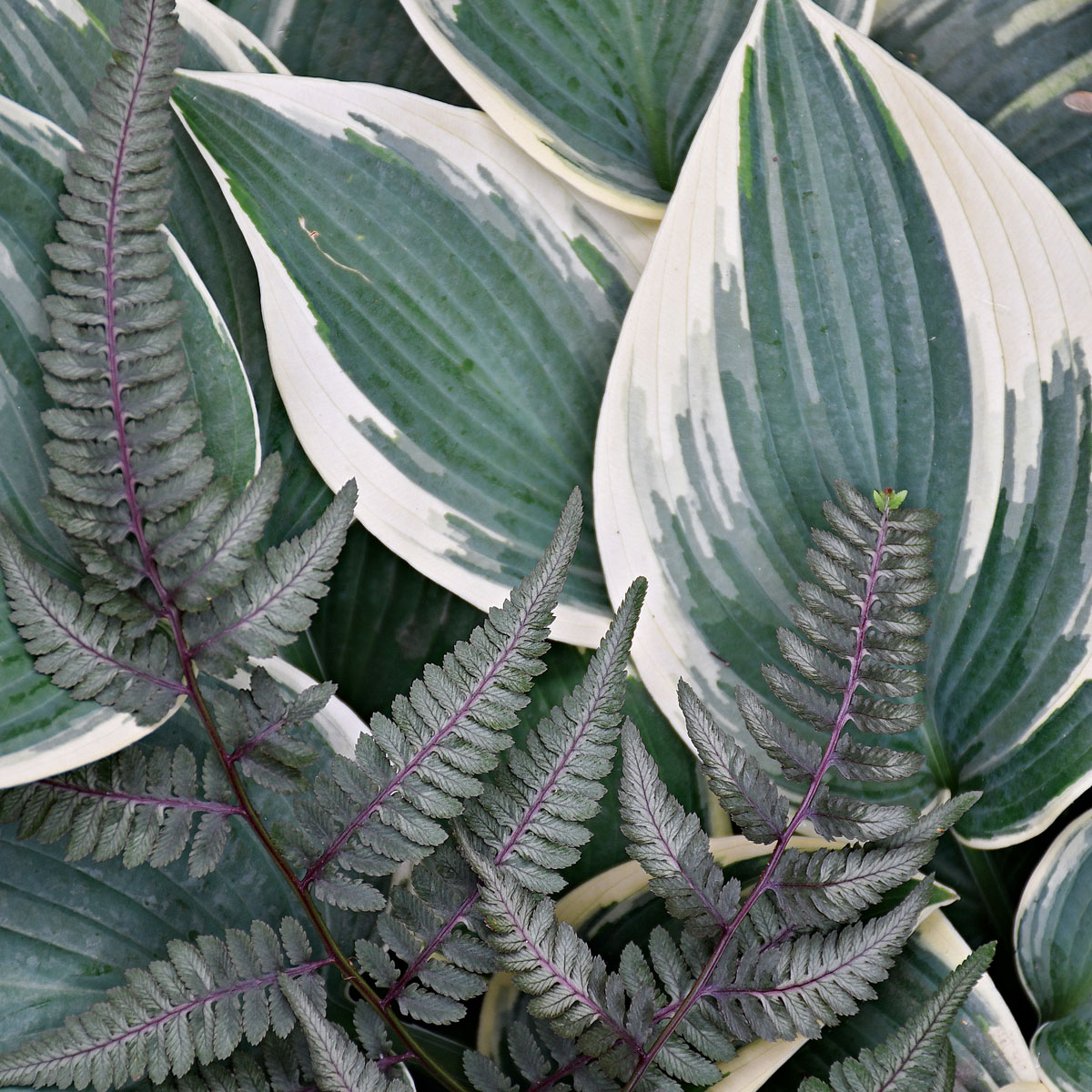 Contrast the foliage form to highlight the colors 