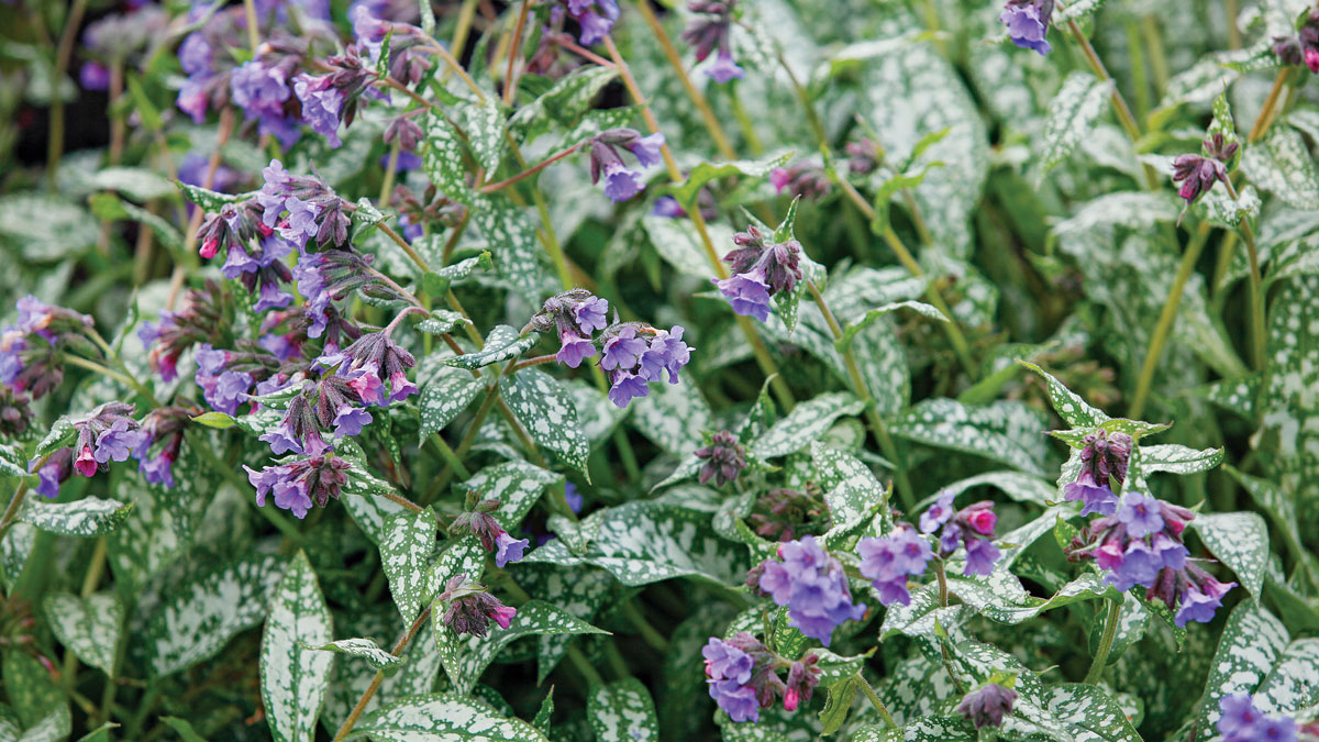 ‘Trevi Fountain’ has the best foliage of all pulmonarias