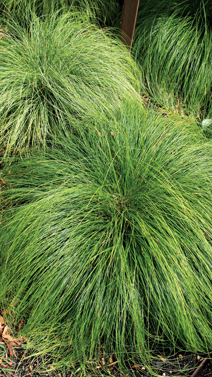 Plant ‘Silk Tassel’ Japanese sedge up close to admire its foliage