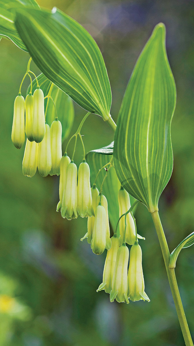 ‘Silver Striped’ Solomon’s seal is subtle but still showy