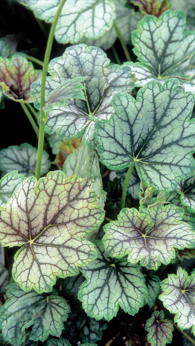 ‘Venus’ heuchera won’t let you down