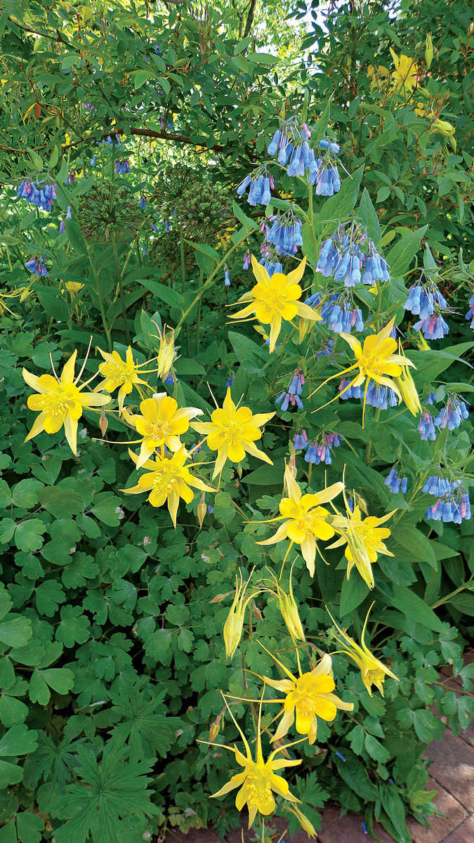 ‘Denver Gold’ columbine • Aquilegia chrysantha ‘Denver Gold’