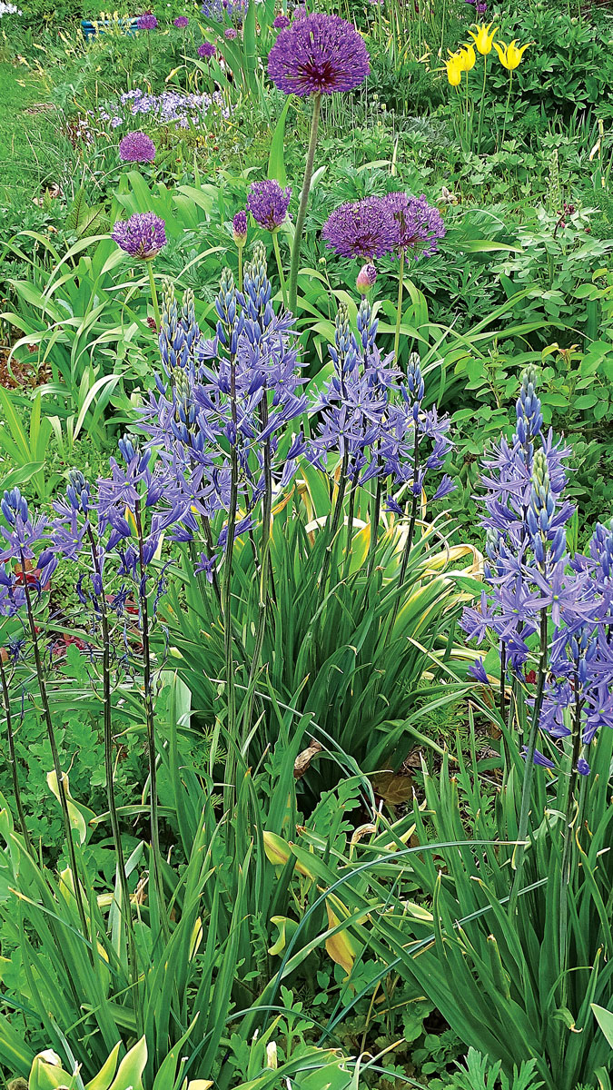 Giant camas • Camassia leichtlinii and cvs.